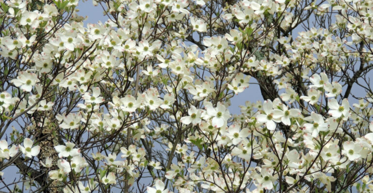 8 Summer Care Tips For Native Dogwoods In Maryland’s Piedmont