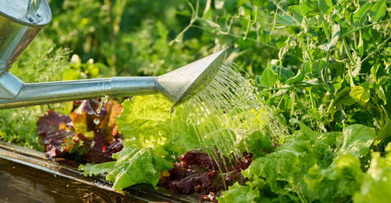 8 Summer Gardening Moves Every Oklahoma Grower Should Try