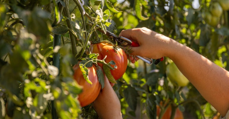8 Summer Gardening Tasks Every Virginia Yard Needs This Season
