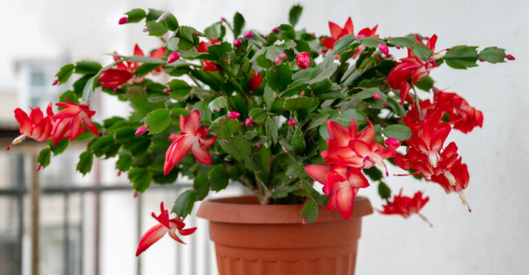 8 Summer Moves Illinois Gardeners Must Make For A Stunning Christmas Cactus