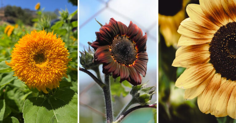 8 Sunflower Varieties Indiana Gardeners Can Still Plant In July