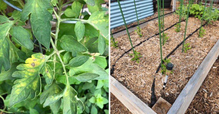 8 Tasks On July Garden Checklist Massachusetts Gardeners Should Be Focused On Right Now