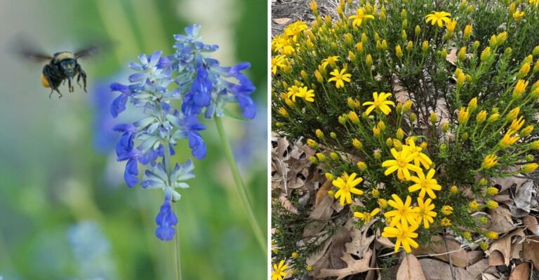 8 Texas Hill Country Native Plants That Make Summer Gardens Look Effortless