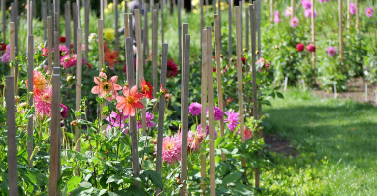 8 Things South Carolina Gardeners Should Do Before This Week’s Rain