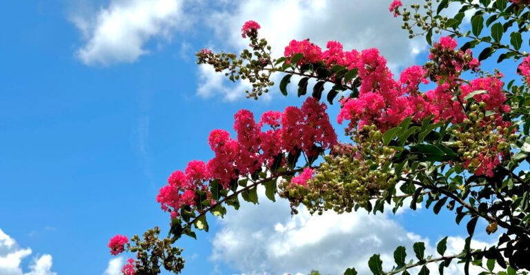 8 Things Tennessee Crape Myrtles Need Before July Ends