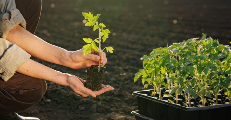 8 Tips To Minimize Transplant Stress During Tennessee’s Summer Planting Season