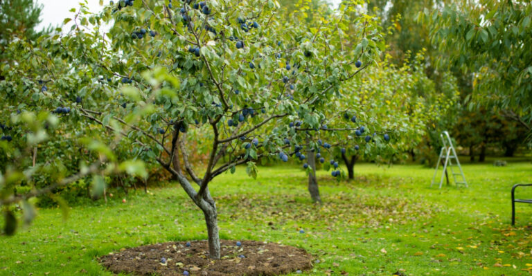 8 Tricks From Hudson Valley Orchards Every Gardener Should Know