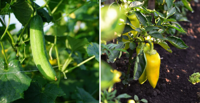 8 Vegetables Tennessee Gardeners Should Harvest Daily In July