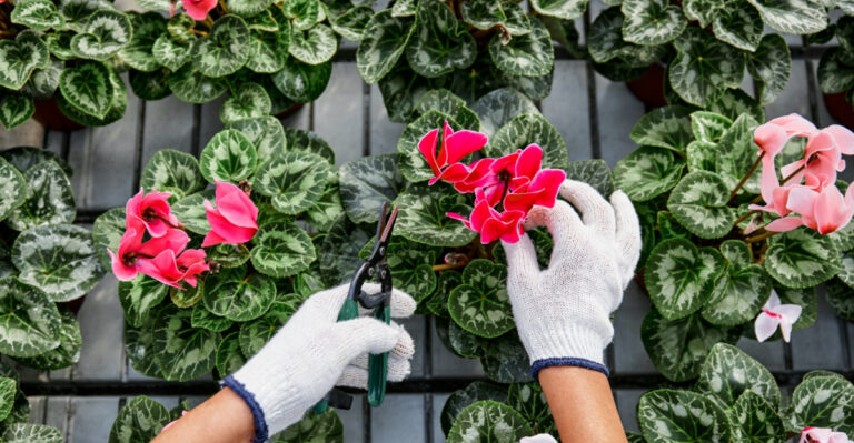 8 Ways To Help Your New York Garden Recover After The Heat