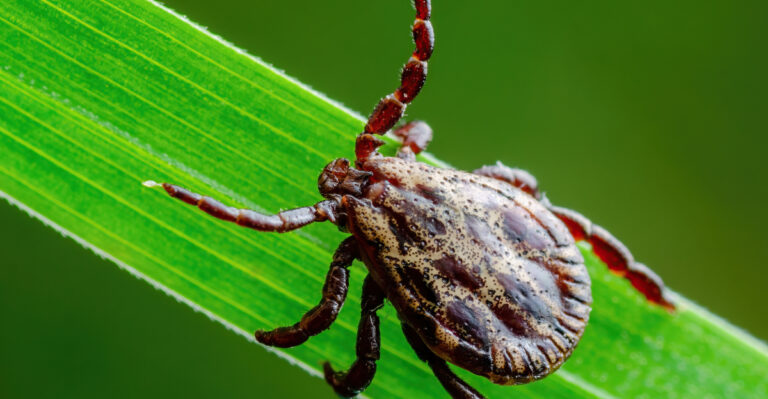 8 Yard Habits That Keep Ticks Away In Indiana