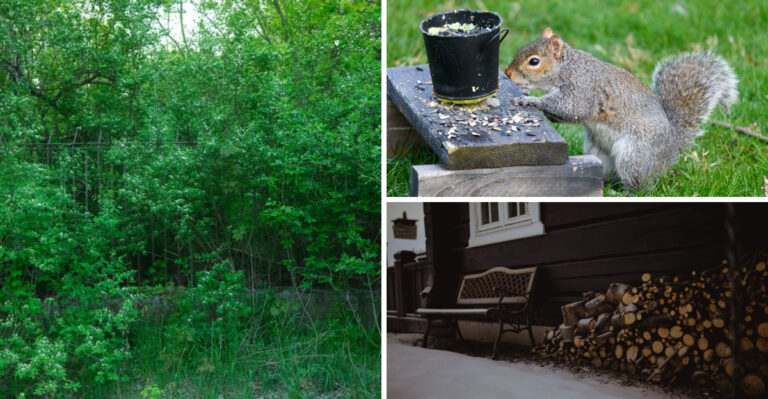 8 Yard Habits That Worsen Tick Problems In Illinois This July