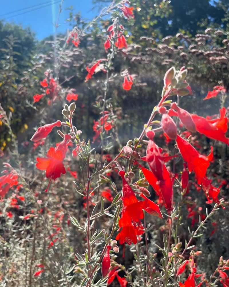 Foundation Plants That Thrive In California Heat And Clay Soil