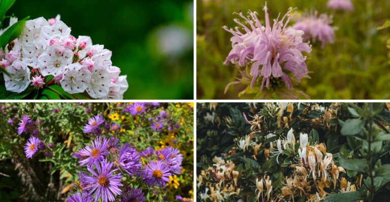 9 Adirondack Natives Worth Adding To A New York Yard