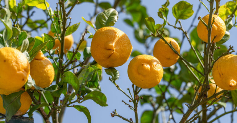 9 Essential July Jobs For Growing Juicy Lemons In Nevada