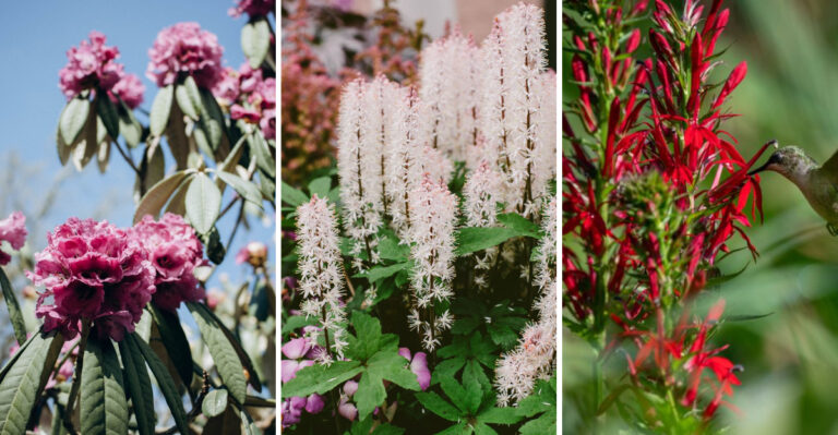 9 Great Smoky Mountains Native Plants Every Tennessee Yard Should Have