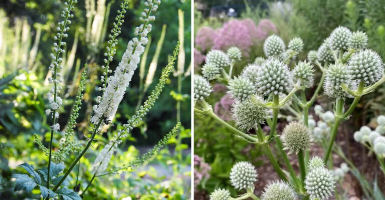9 Michigan Perennials Deer Usually Walk Past When Better Food Is Nearby