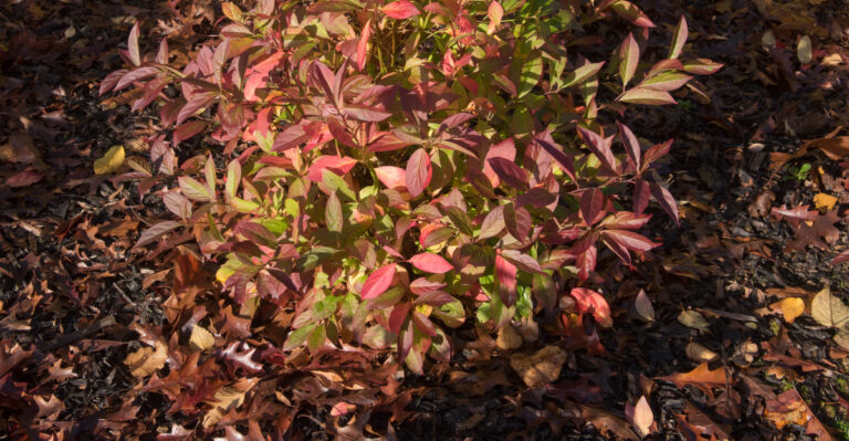 Red and Purple Autumn Foliage of a Virginia Sweet Spire Shrub