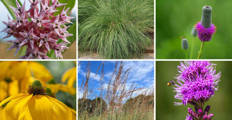 9 Nebraska Prairie Natives Worth Adding This Summer