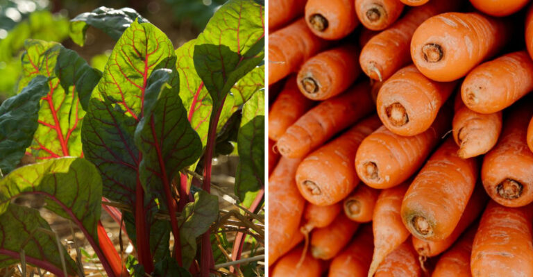 9 New Jersey Vegetables Worth Direct Sowing In July For A Big Fall Harvest