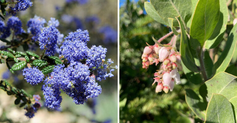 9 Privacy Plants That Can Survive Oregon’s Wildest Weather Swings