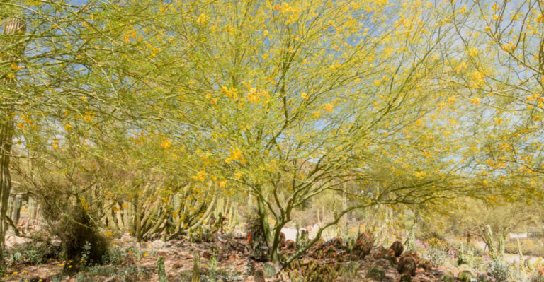 9 Signs Your Arizona Palo Verde Tree Is Suffering From Heat Stress