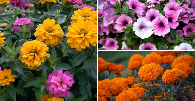 9 Small Balcony Plants That Thrive In Pots And Look Stunning