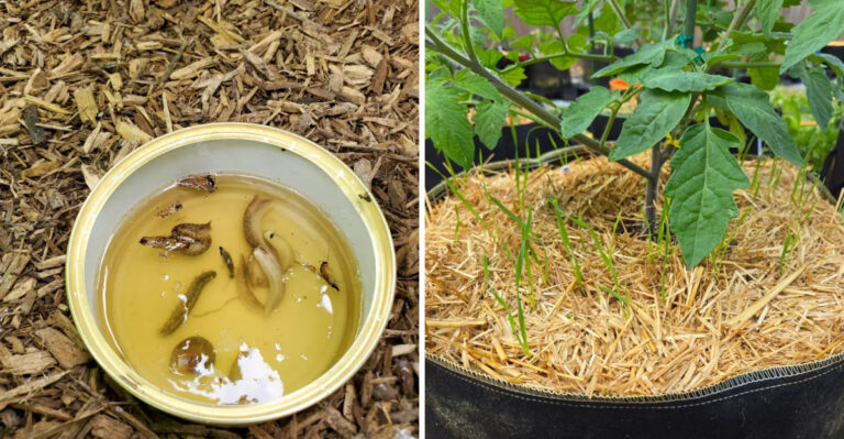 9 Tennessee Gardening Traditions Still Worth Trying Today
