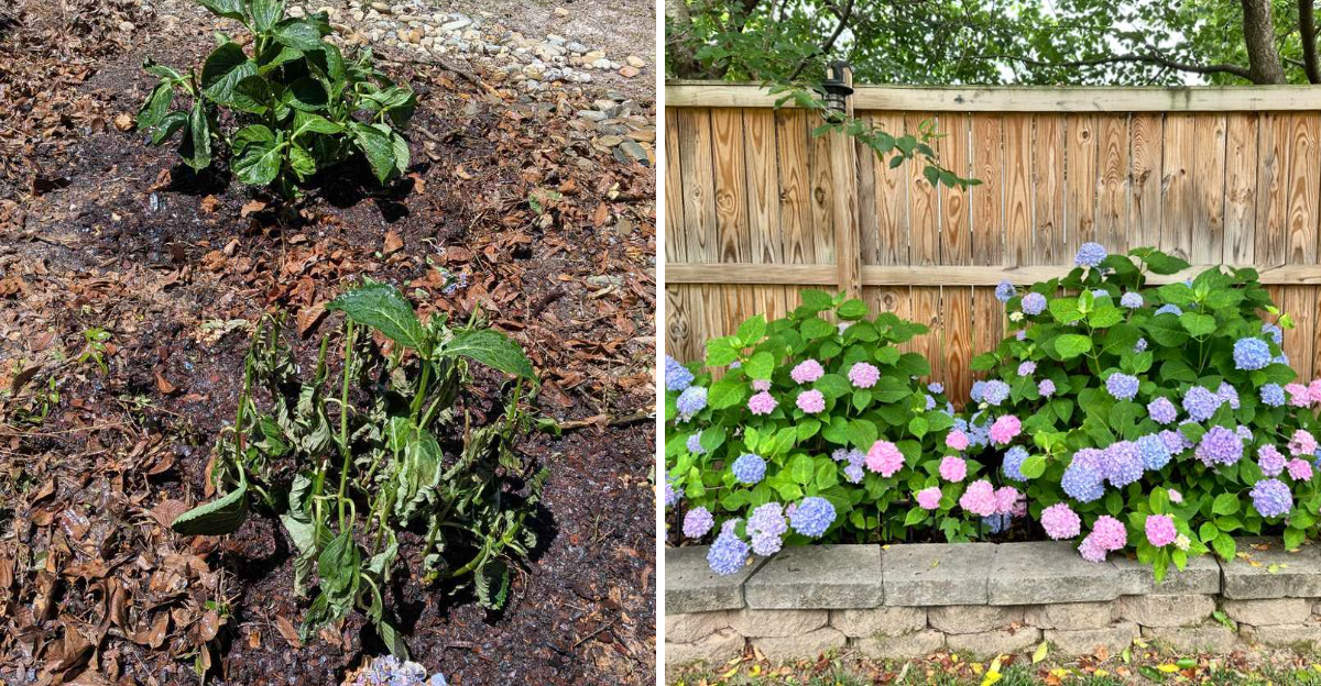 wilting and thriving hydrangea