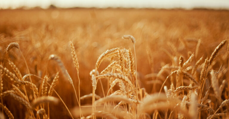 9 Tips From Kansas Wheat Farmers For A Better Backyard Garden