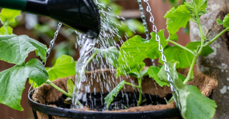 9 Ways Oregon Gardeners Can Keep Hanging Baskets From Drying Out This Summer