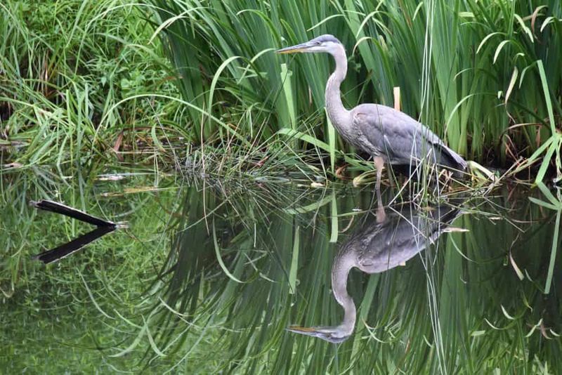 A Backyard Pond May Be On Its Hunting Route A Backyard Pond May Be On Its Hunting Route