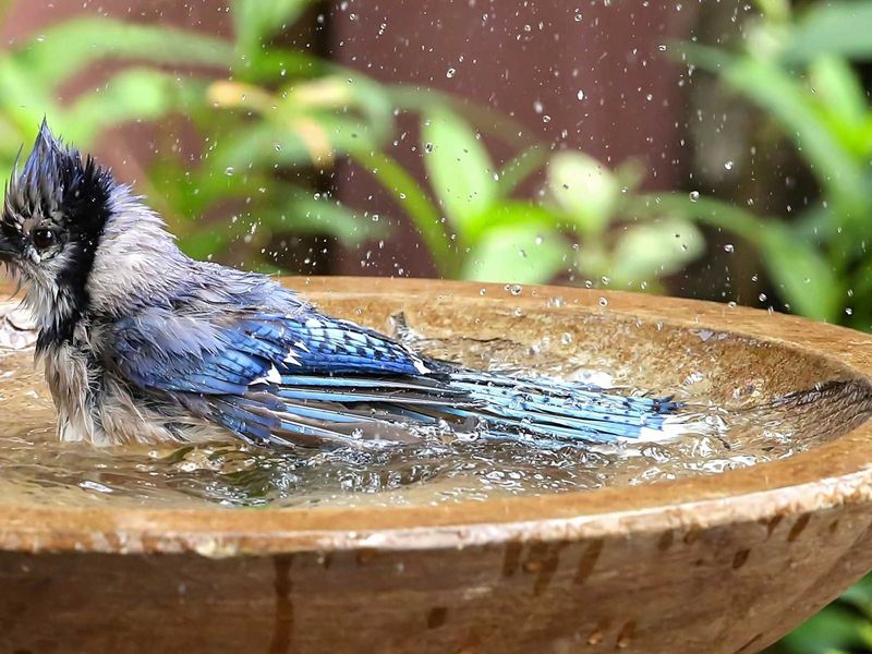 A Birdbath May Be Drawing Them Back