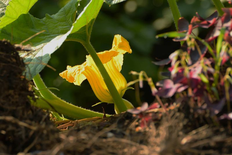 A Blossom Is Not Always a Future Squash A Blossom Is Not Always a Future Squash