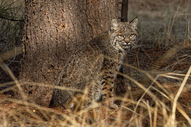 A Bobcat Visit Signals Nearby Prey And Cover