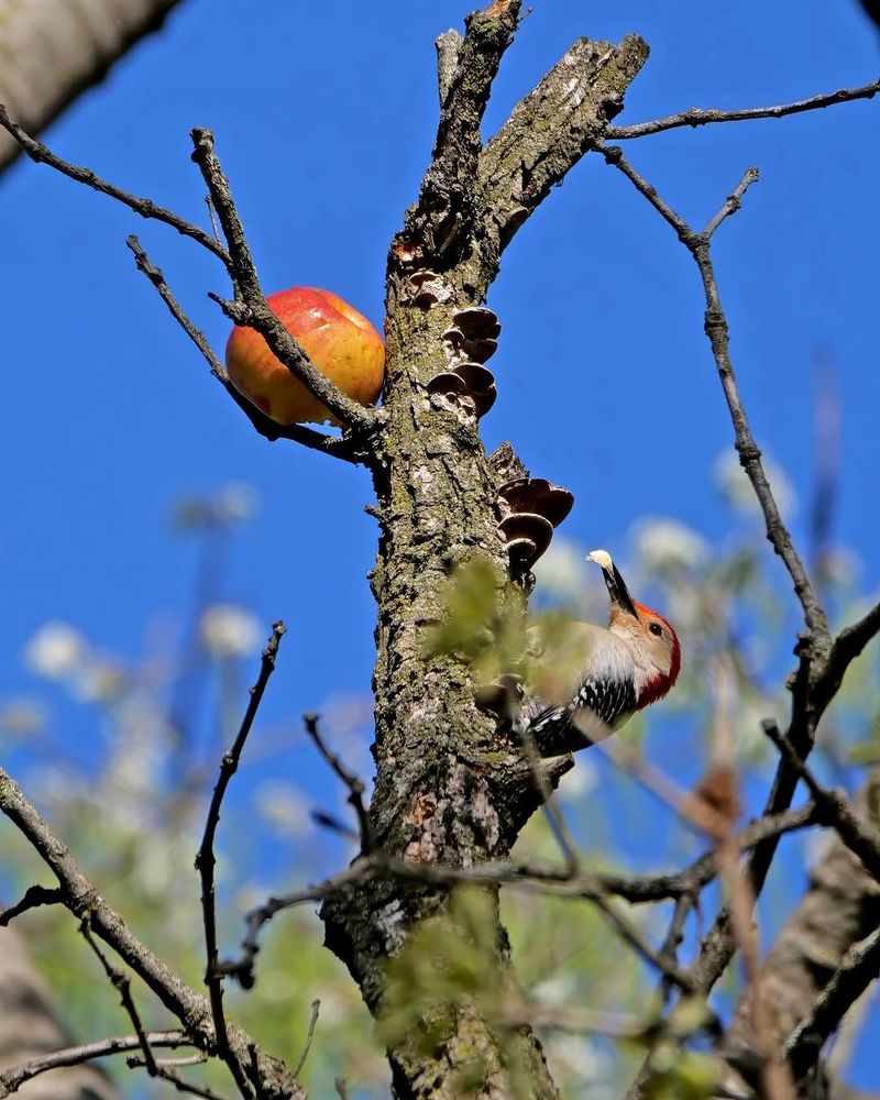 A Bold Visitor Usually Means Trees Are Working