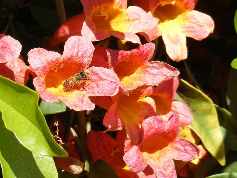 A Bonus For Local Wildlife - Hummingbirds And Pollinators Love It A Bonus For Local Wildlife - Hummingbirds And Pollinators Love It