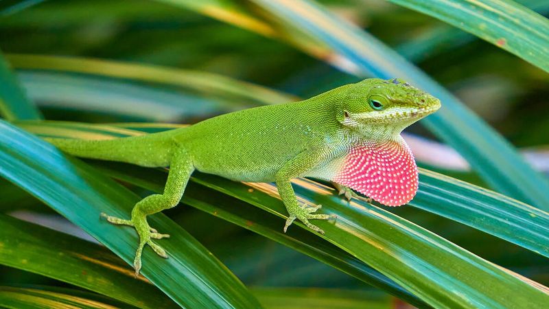 A Busy Anole Yard Is Usually A Healthy Sign A Busy Anole Yard Is Usually A Healthy Sign