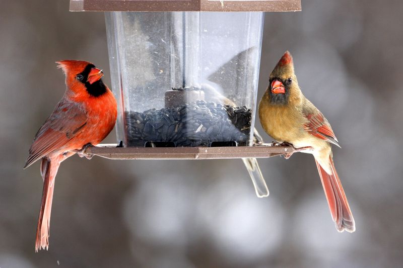 A Cardinal Visit May Reflect Local Resources A Cardinal Visit May Reflect Local Resources