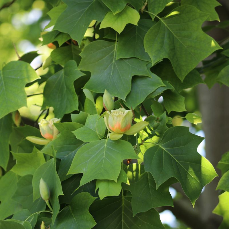 A Caterpillar Host Tree May Be Growing Nearby