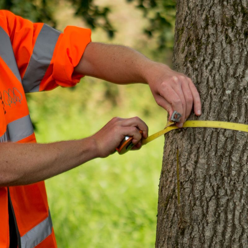 A Certified Arborist Can Guide The Next Step A Certified Arborist Can Guide The Next Step