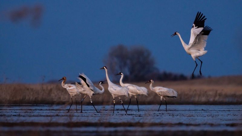 A Coastal Sighting May Point To Wintering Habitat