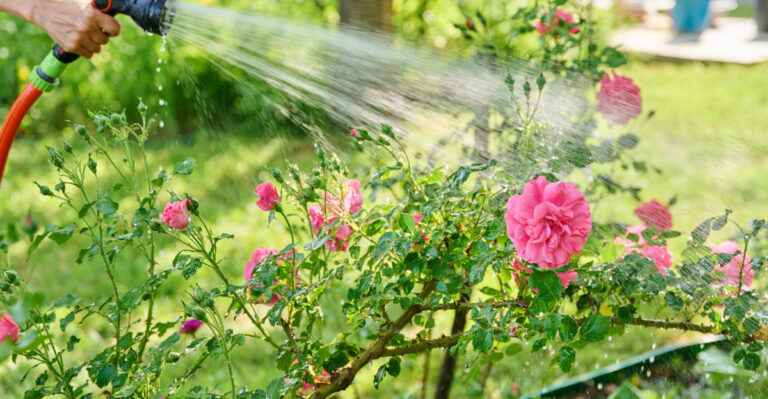 A Common July Watering Mistake Hurting Indiana Flower Beds