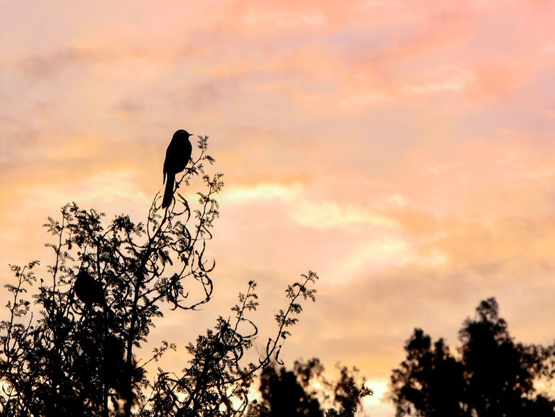 A Dawn Visit Reflects Your Garden's Natural Balance