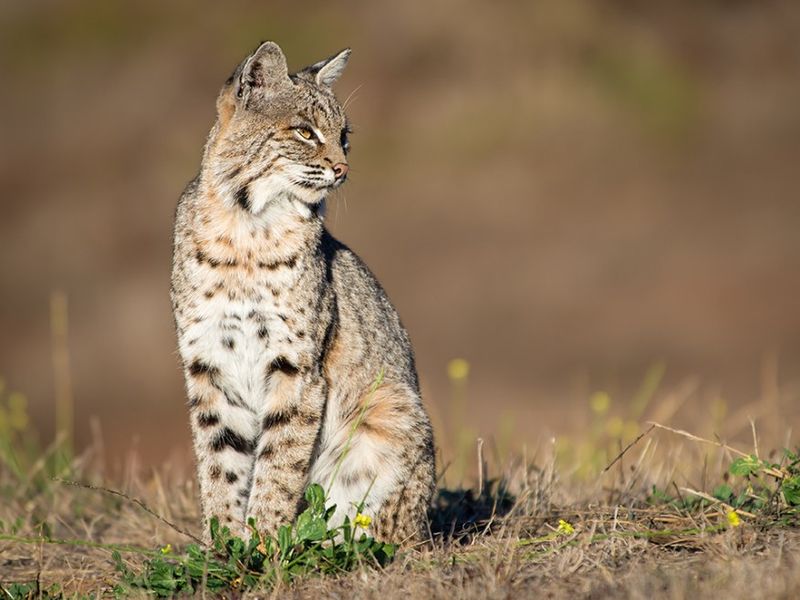 A Daytime Sighting Does Not Automatically Mean Something Is Wrong