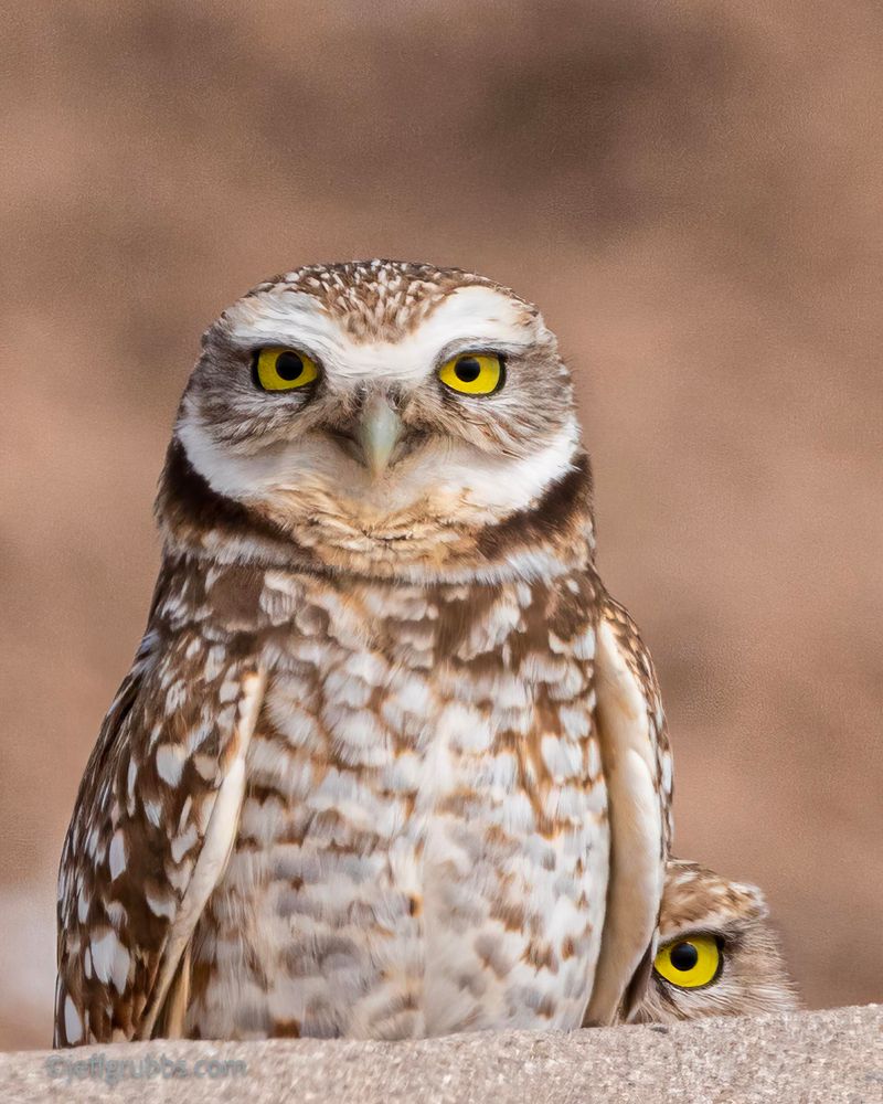 A Daytime Sighting Is Not Always Trouble A Daytime Sighting Is Not Always Trouble