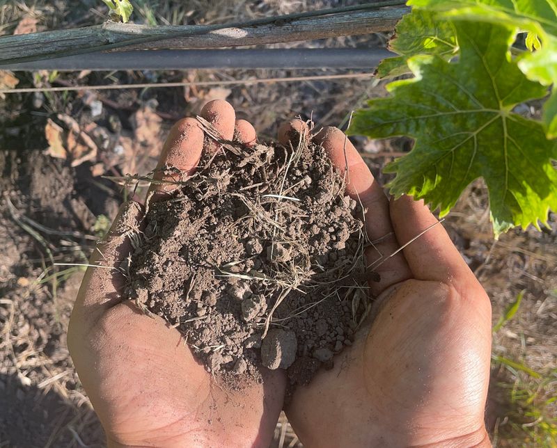 A Deep Watering Or Soil Test May Be Needed A Deep Watering Or Soil Test May Be Needed
