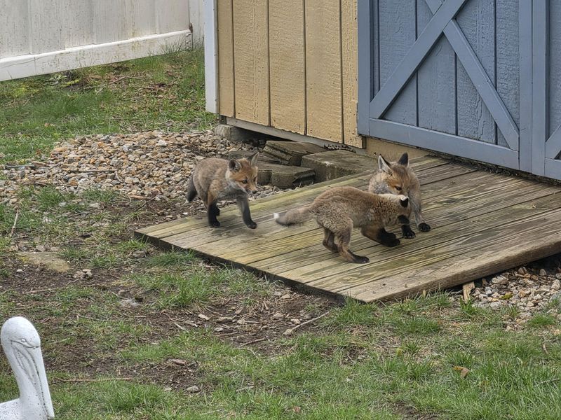 A Den Nearby Can Make Fox Activity Feel Personal