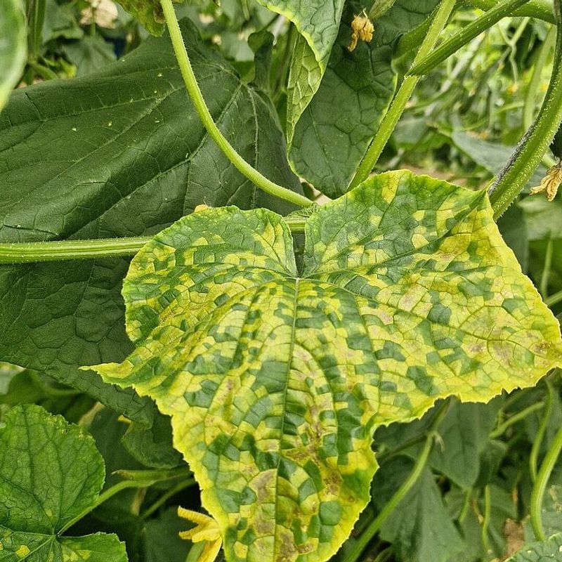 A Disease Is Damaging Leaves, Stems, Or Vascular Tissue