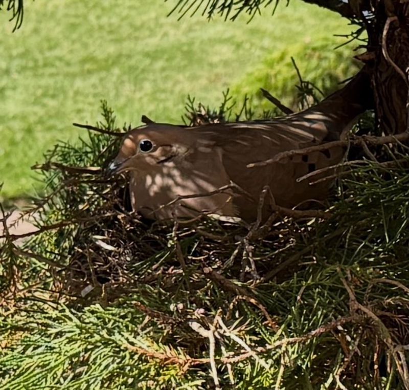 A Dove Nest Means Your Yard Feels Safe A Dove Nest Means Your Yard Feels Safe