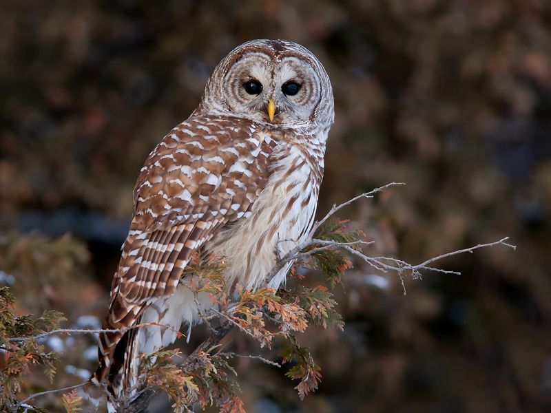 A Familiar Hoot May Belong To A Barred Owl